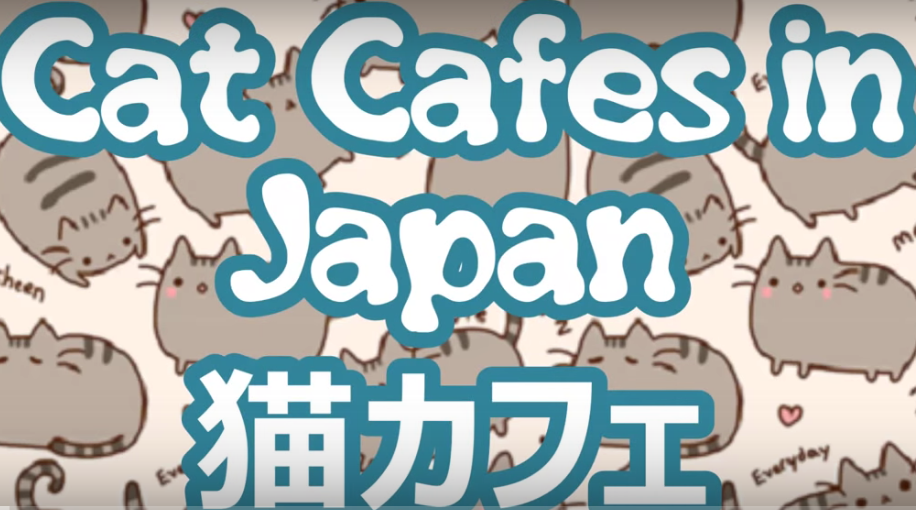 日本の猫カフェ海外の反応